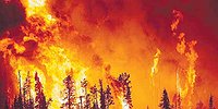Пожары в тайге: когда будут «посадки»?