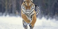 Совет истинным защитникам природы - держитесь подальше от российского WWF