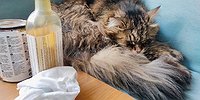 Масляное коварство
